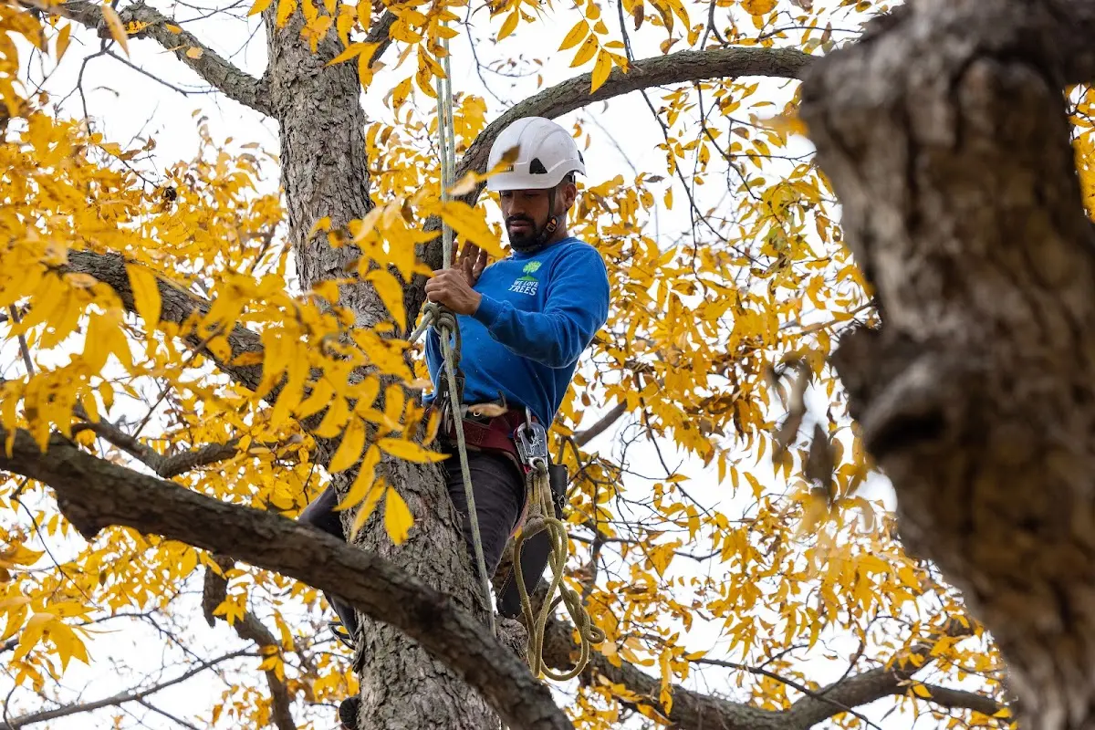 Skilled Storm Damage Cleanup crew working in Hope